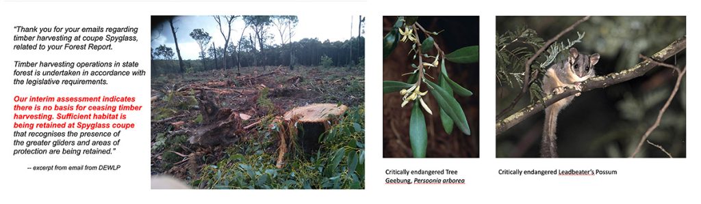 no basis for ceasing logging at Spyglass coupe sufficient habitat is being retained DEWLP