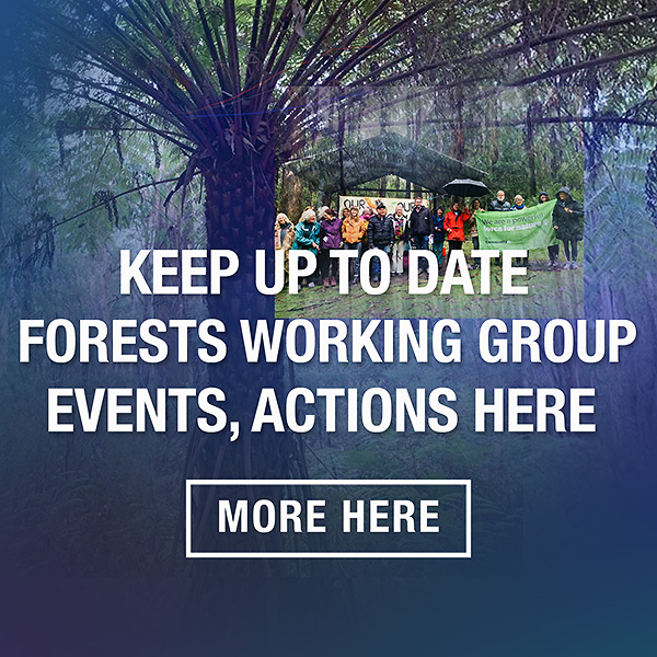 Forests working group blog
