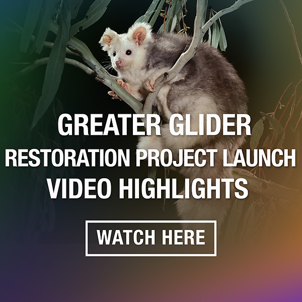 Greater Glider restoration project launch video highlights