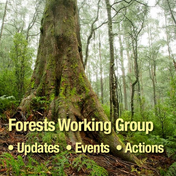 Help stop the logging of Victoria’s remaining native forests: updates