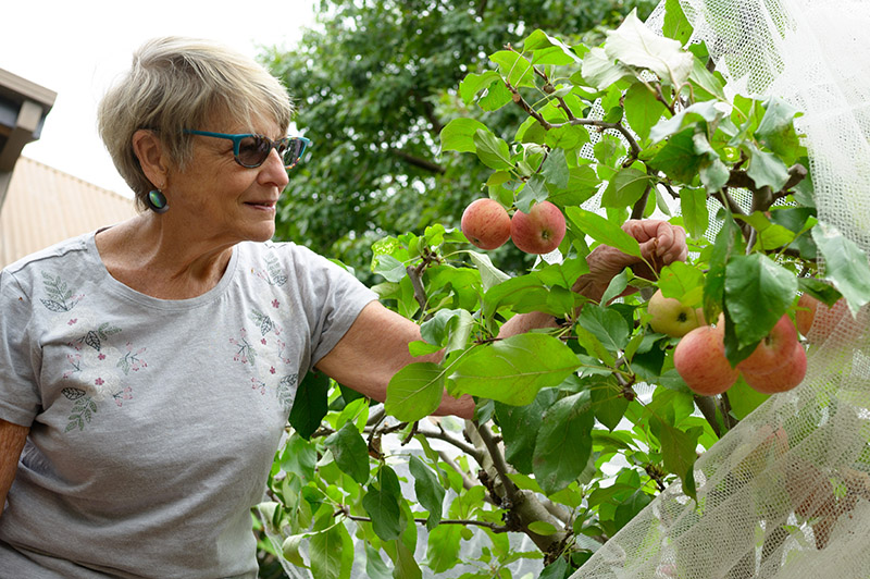 Local Climate Action Glen Iris Jackie Yowell fruit trees