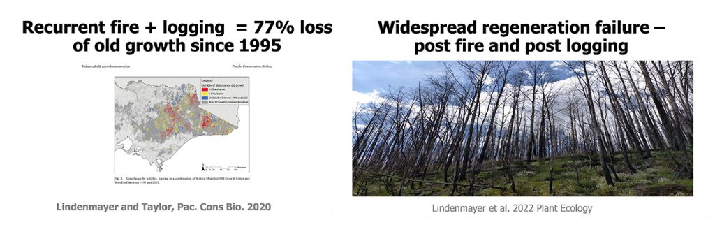 Logging exacerbates fire, and logging and fire are driving severe reductions in old growth forests