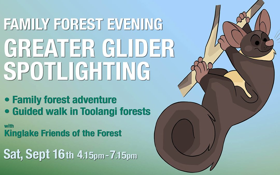 Family Forest Evening: Greater Glider Spotlighting
