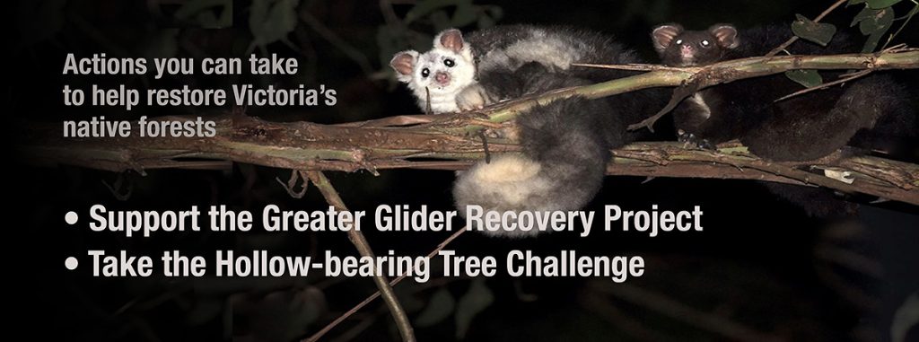 Support the Greater Glider recovery project